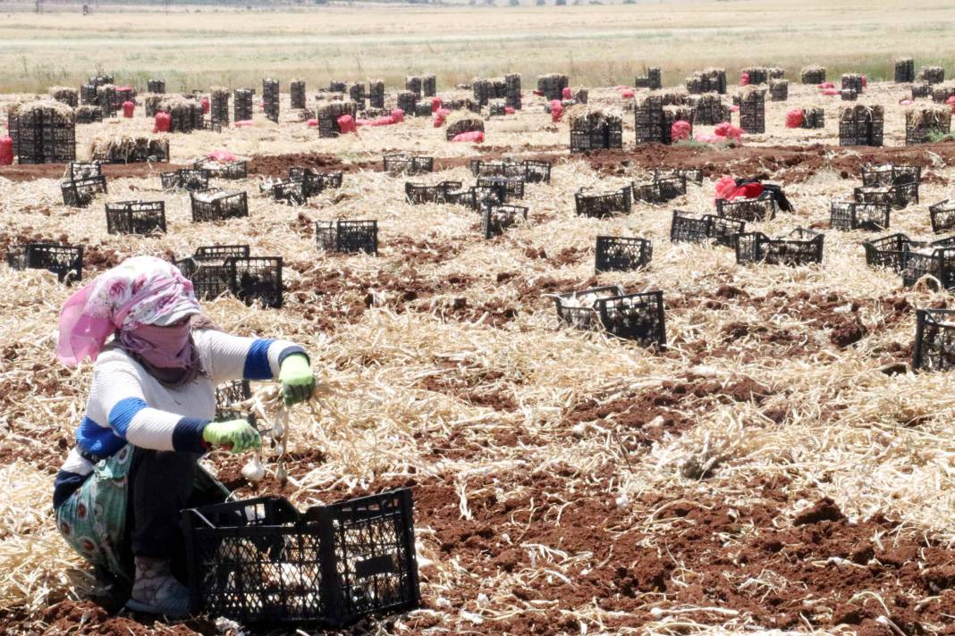 Tarlada 50 markette 100 lira! 8 bin işçiyle hasadı başladı - Resim: 8